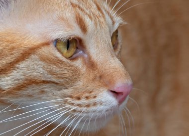 Arka Planda Yalıtılmış Turuncu Tabby Kedisinin Yüzünü Kapat