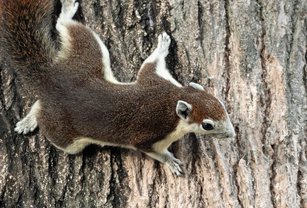 Close up Esquilo está subindo na casca da árvore — Fotografia de Stock