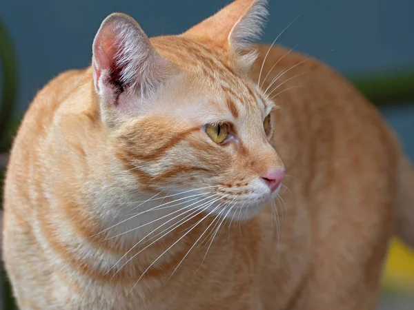 Zavřít oranžový Tabby Cat izolovaný na pozadí — Stock fotografie