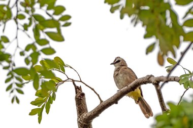 İzole Edilen Dalda Tünemiş Sarı Havalandırmalı Bülbül Kuş