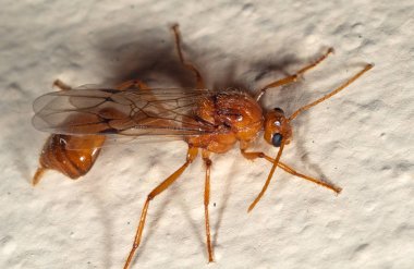 Duvarda Turuncu Uçan Karınca Makro Fotoğraf