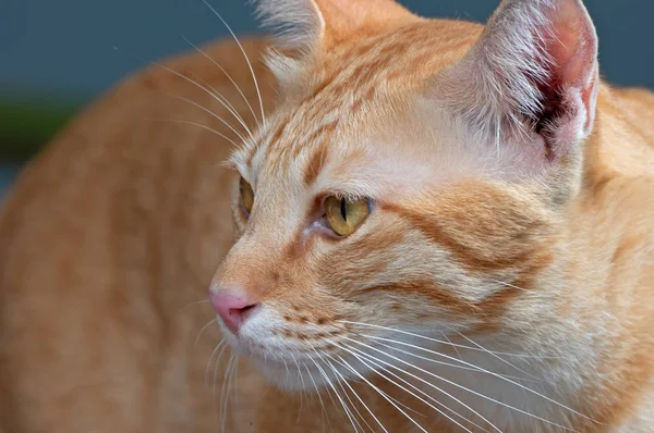 Zavřít hlavu oranžovou Tabby Cat izolovanou na pozadí — Stock fotografie
