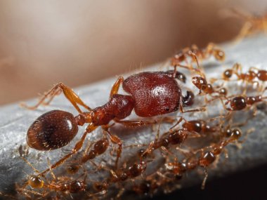 İşçi Karıncalar Grubu ile Asker Büyük Başlı Karınca Makro Fotoğraf