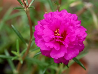 N Izole Yeşil Yaprakları ile Ortak Purslane Çiçekler yakın