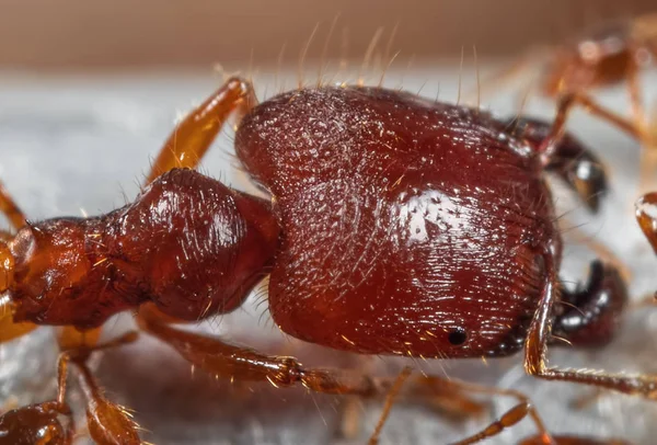 Macro Photo of Head of Soldier Big-Headed Ant — Stock Photo, Image