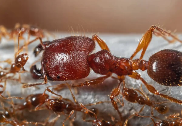 İşçi Karıncalar Grubu ile Asker Büyük Başlı Karınca Makro Fotoğraf