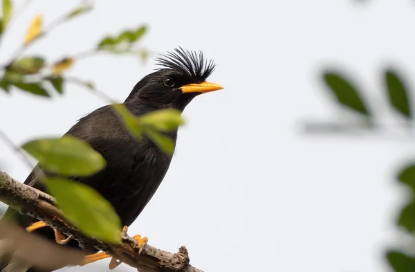 Close up Grande Myna uccello appollaiato sul ramo isolato su Backgroun — Foto Stock