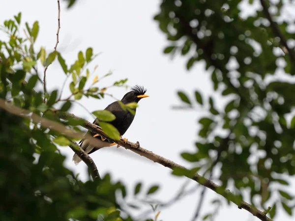 Gros plan Grand Oiseau Myna Perché sur une branche Isolé sur un tétras — Photo