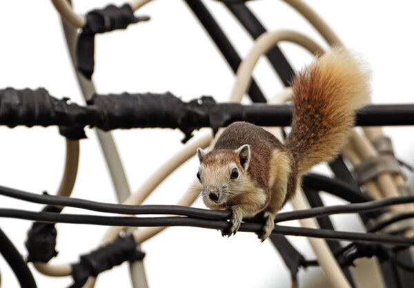 Close up Squirrel is Climbing on The Electric Wire