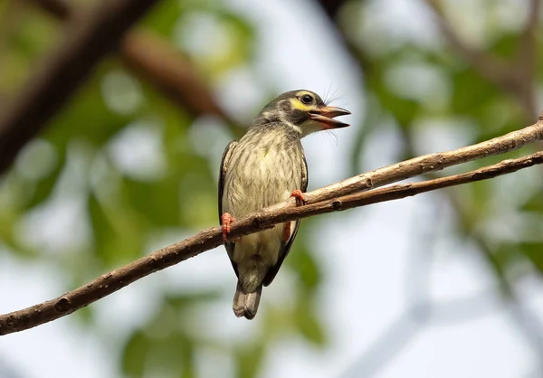 Close up Coppersmith Barbet Uccello appollaiato sul ramo isolato su B — Foto Stock