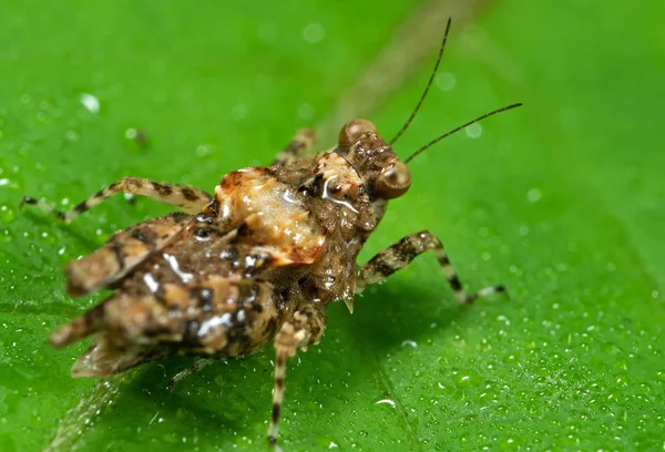 Foto Makro Grasshopper Spotted pada Daun Hijau dengan Dew — Stok Foto