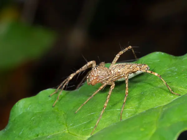 Foto Makro Brown Spider di Daun Hijau — Stok Foto
