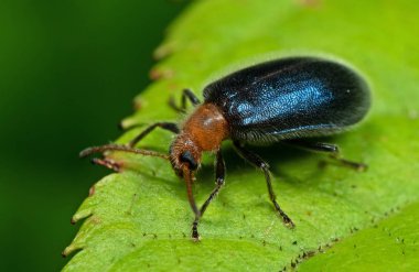 Yeşil Yaprak üzerinde Mavi Metalik Beetle Makro Fotoğraf