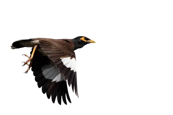 Primer plano Mynah pájaro volando en el aire aislado en blanco backgrou —  Fotos de Stock