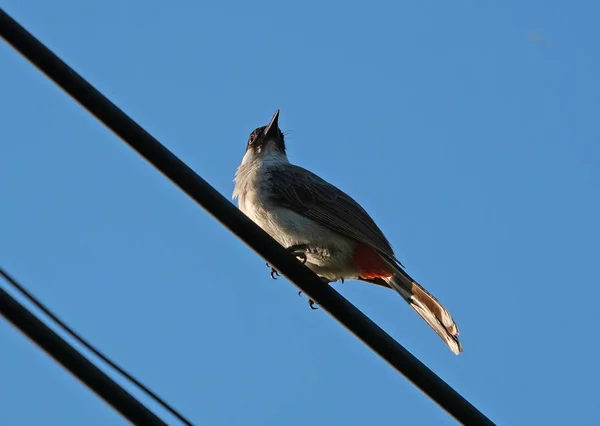 Acercamiento Sooty-Headed Bulbul Bird encaramado en el cable eléctrico I — Foto de Stock