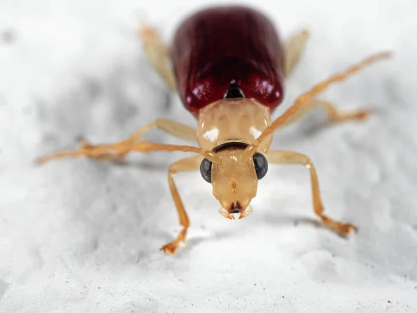 Macro Foto de Beetle en el suelo blanco —  Fotos de Stock