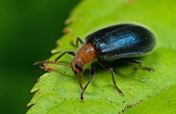 Yeşil Yaprak üzerinde Mavi Metalik Beetle Makro Fotoğraf — Stok fotoğraf