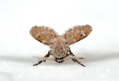 Beyaz Zeminde Drenaj Fly Makro Fotoğraf, Seçici Odak