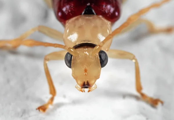 Macro Foto de la cara del escarabajo en el suelo blanco —  Fotos de Stock