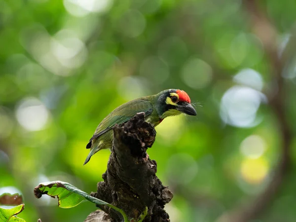 Gros plan Oiseau Barbet Coppersmith Perché sur la branche Isolé sur B — Photo