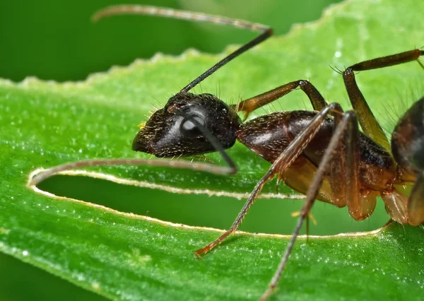 Makro ANT na zeleném listu izolované na pozadí — Stock fotografie