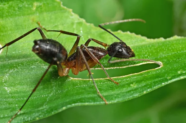 Makró fotó Ant zöld Leaf elszigetelt a háttérben — Stock Fotó