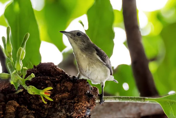 Close up Tiny Gray Bird Perched on Branch Isolated on Background