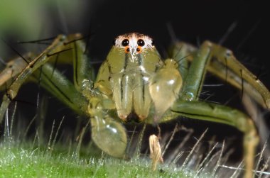 Yeşil Yaprak üzerinde Yeşil Jumping Spider Makro Fotoğraf