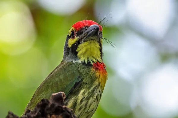 Close up Coppersmith Barbet Bird Perched on Branch Isolated on B — Stock Photo, Image
