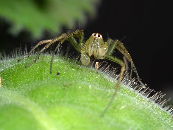 Makró fotó zöld jumping Spider a Green Leaf — Stock Fotó