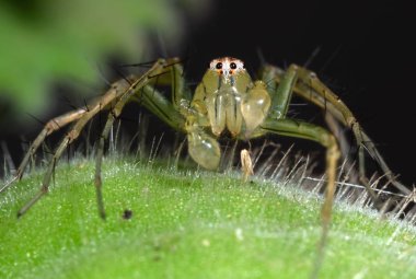 Yeşil Yaprak üzerinde Yeşil Jumping Spider Makro Fotoğraf