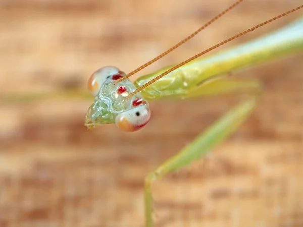 Макро фото голови молитовної Mantis ізольовано на тлі — стокове фото