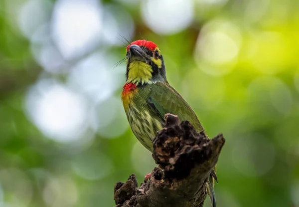 Close up Coppersmith Barbet Uccello appollaiato sul ramo isolato su B — Foto Stock