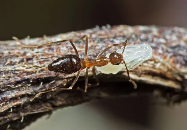 Macro Photo of Ant is Carrying a Pupae on Twig