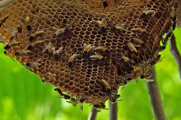 Fechar Colmeia enorme de abelhas gigantes em um ramo, seletivo — Fotografia de Stock