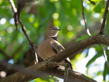 Arka Planda İzole Edilen Şubede Tünemiş Benekli Güvercini Kapat