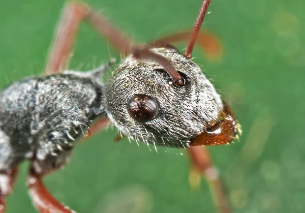 Makroaufnahme des Ameisenkopfes auf grünem Blatt — Stockfoto
