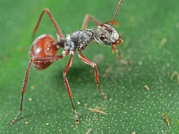 Макро-фото муравья на зеленом лифе — стоковое фото