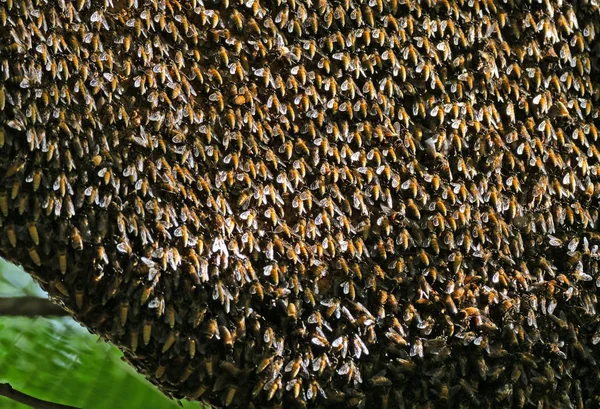 Nahaufnahme riesiger Bienenstock riesiger Honigbienen auf einem Ast, selektiv — Stockfoto