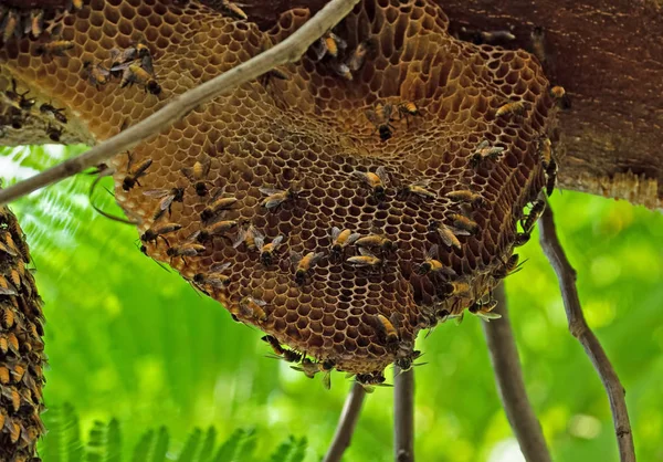 Fechar Colmeia enorme de abelhas gigantes em um ramo, seletivo — Fotografia de Stock