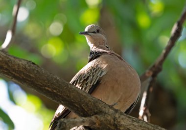 Arka Planda İzole Edilen Şubede Tünemiş Benekli Güvercini Kapat