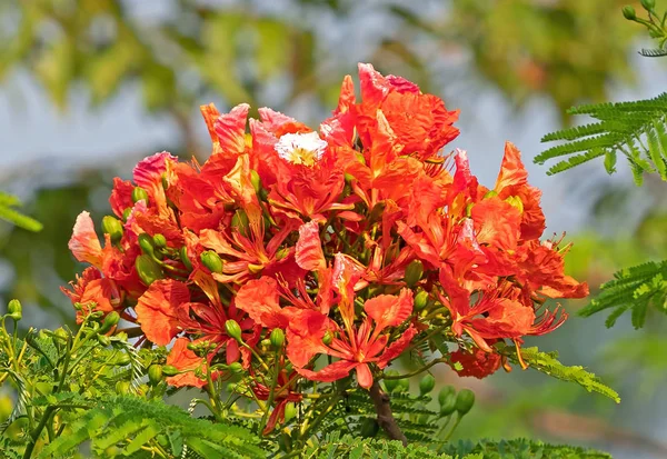 Bunch of Delonix Regia Flores con hojas verdes Isolat —  Fotos de Stock