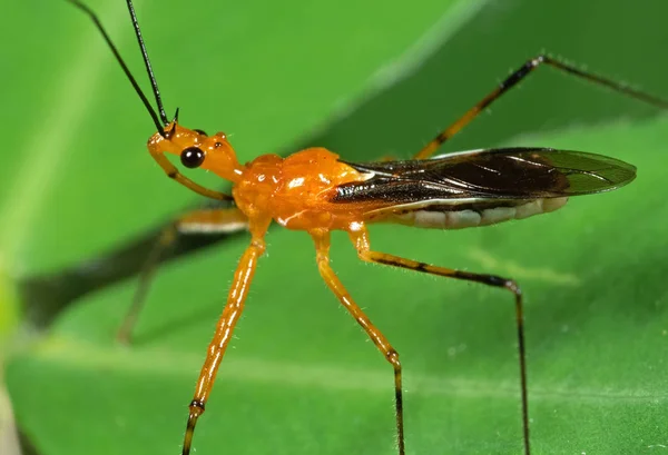 Makró fotó az Orange Assassin bug on Green Leaf — Stock Fotó