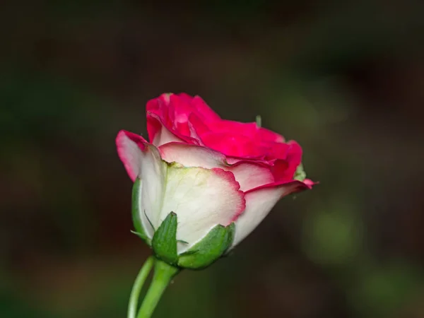 特写 粉红玫瑰孤立背景，选择性焦点 — 图库照片