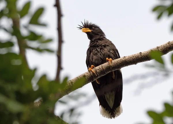 Close up Grande Myna uccello appollaiato sul ramo isolato su Backgroun — Foto Stock