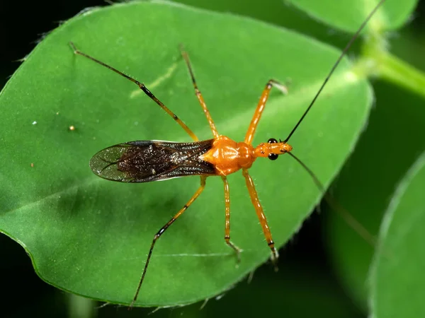 Yeşil Yaprak Turuncu Assassin Bug Makro Fotoğraf — Stok fotoğraf