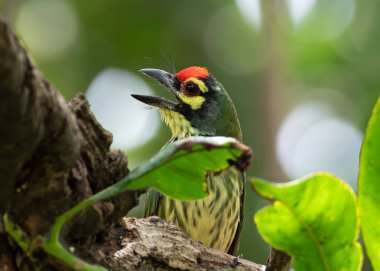 B'de İzole Edilen Şubede Tünemiş Bakırcı Barbet Kuş