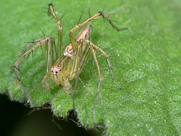 Yeşil Yaprak üzerinde Yeşil Jumping Spider Makro Fotoğraf — Stok fotoğraf