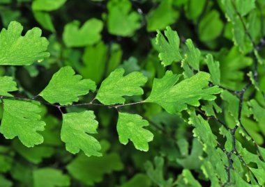 Close up Maidenhair Fern veya Adiantum Bitki Backgroun üzerinde Izole