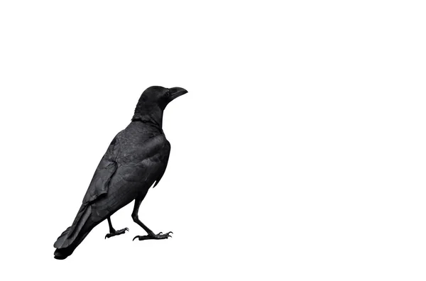 Adult Crow Isolated on White Background, Clipping Path — Stock Photo, Image